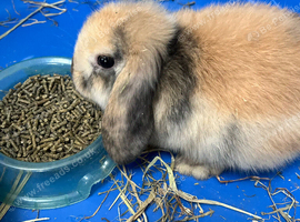Gorgeous Mini Lop Babies Ready Now!