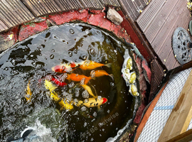 Large multicolour and Koi