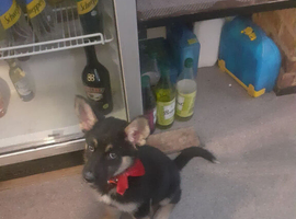 Cute little girl sadly can't keep