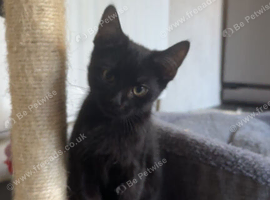 Kittens for sale