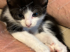 Beautiful black and white girl available now