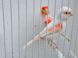 BEAUTIFUL PROVEN PAIR RED MOSAIC
