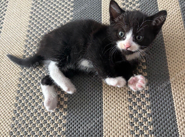 Beautiful boy looking for home