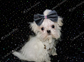 ****Exquisite Micro Tiny Teacup KC Registered Maltese Boy Puppy****