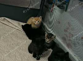 2 female black kittens