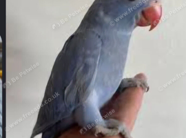 WANTING.    Baby RingNeck