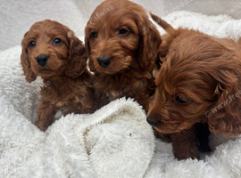 Cavapoo puppies