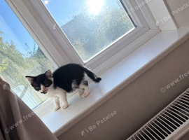 Beautiful kittens ready for loving homes