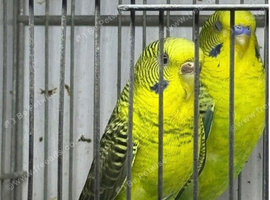 Proven Black Wing Budgies Pair