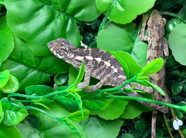 Special Offer on Blue Bar Female Panther Chameleons at Birmingham Reptiles