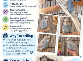Baby budgies