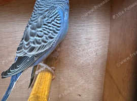 Mixed budgies