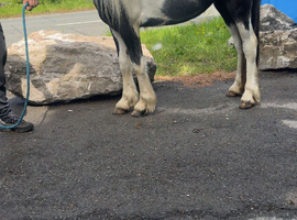 Half bred 2 year old filly
