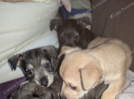 Highland terrier, jack Russel mix
