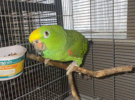 Tame female yellow crowned Amazon