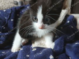 Domestic Shorthair Kittens