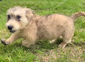 Two Glen of amaal Terriers  pups