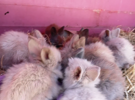 Lionheads