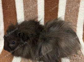 Young boar guinea pig