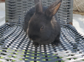 Mini lop lion head Netherland dwarf mix