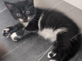 3 beautiful girls for sale