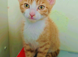 Kitten
