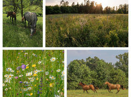 Diverse Grazing; Holistic Horse Keepers, Soon Available