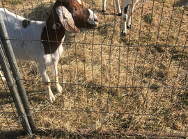 2 whether boer goats