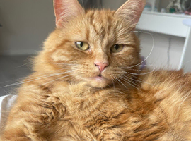 3 year old male