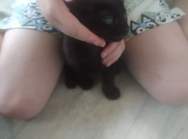Five kittens for sale ready to go to forever homes mixed litter