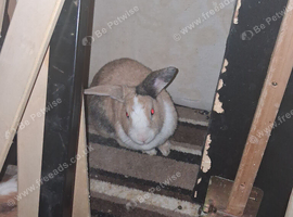 FEMALE RABBITS
