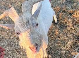 Male goat
