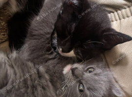 2 ragdoll mix kittens