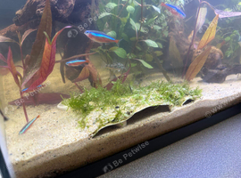 Cardinal tetras