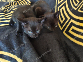 Bengal Cross kittens