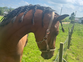 3year old mare