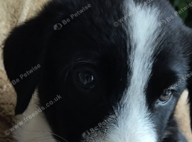 Beautiful playful black and white collie puppies