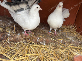 Pair of fantails