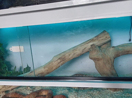 Male corn snake