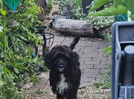 Forever home for Nova