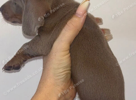 Pedigree miniature Dachshunds smooth