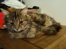 Kittens for sale