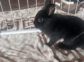 Lionhead x dutch
