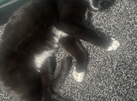 Needing a loving home