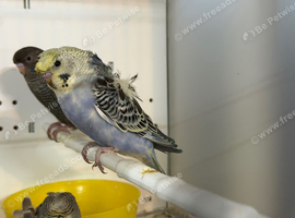 Helicopter budgies