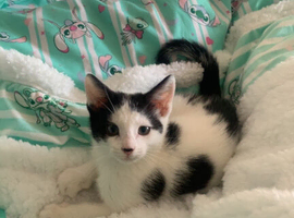 Black and white kitten for sale in Hounslow