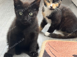 Beautiful kittens looking for a new home