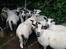 Badger-Faced Sheep for Sale