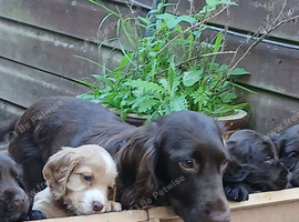 Kc cocker spaniel chocolate pups born 26/07/26