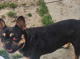 French bulldog